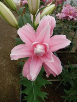 [5638 VH68 Curiosity No02.JPG]